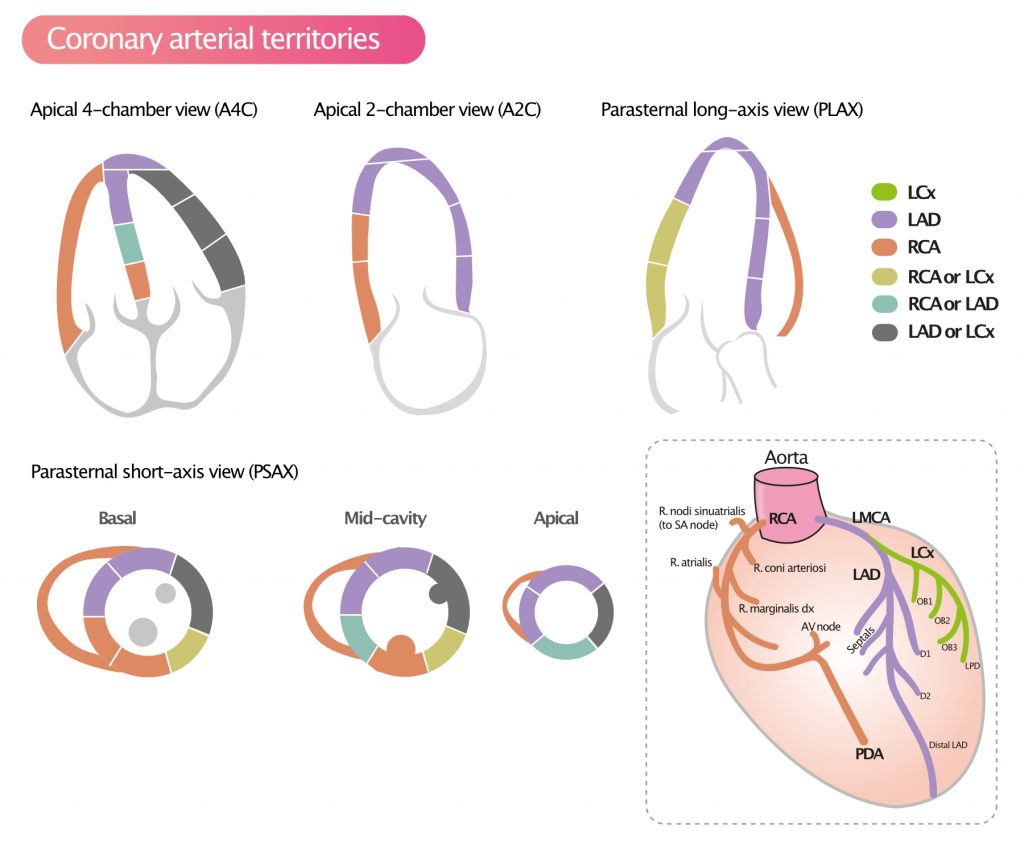 CardiovascularCorner tweet media