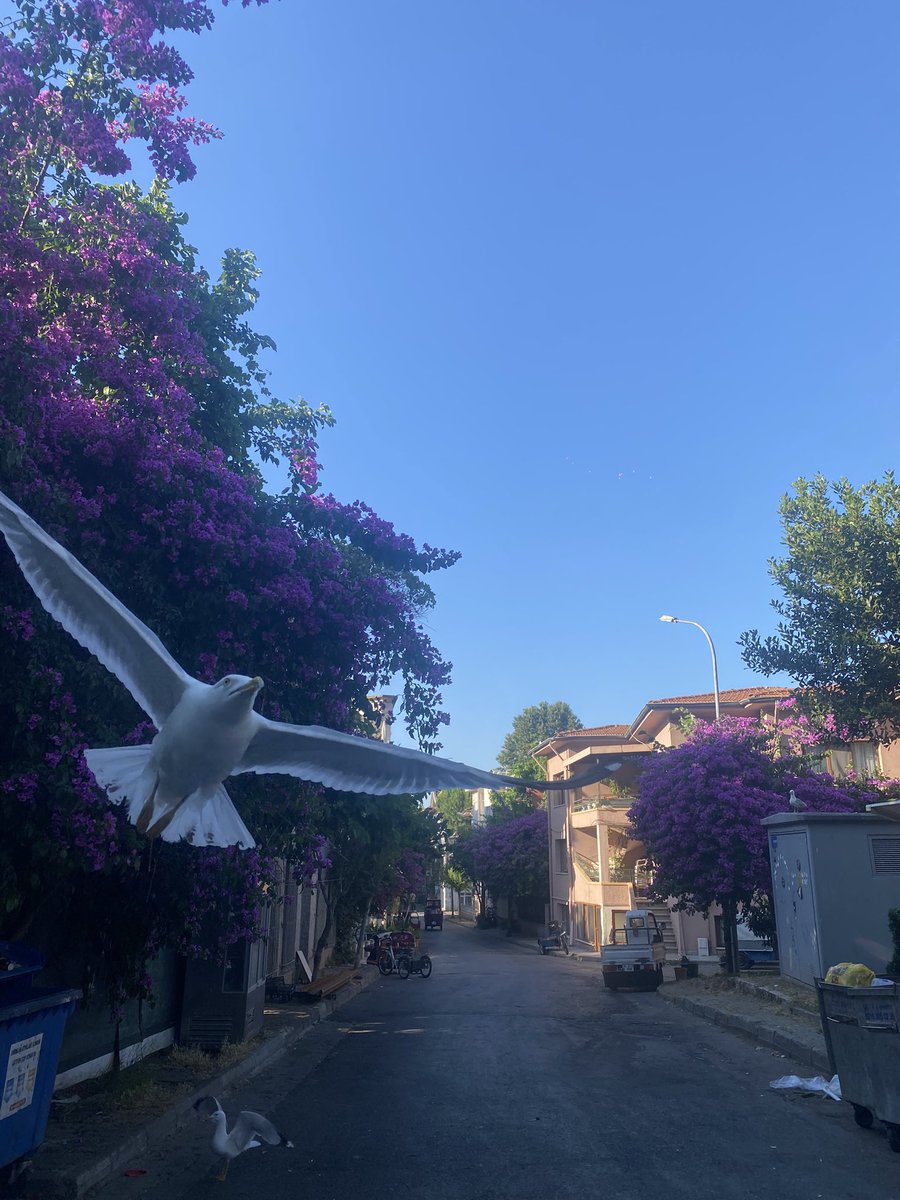 ceyceykeyyy's tweet photo. @digerkm bu anı bekliyormuş gibi atıyorum adalarda cekmistim ve cok korkmustum bi anda gelmisti martı kardes https://t.co/TeShq2LWFD