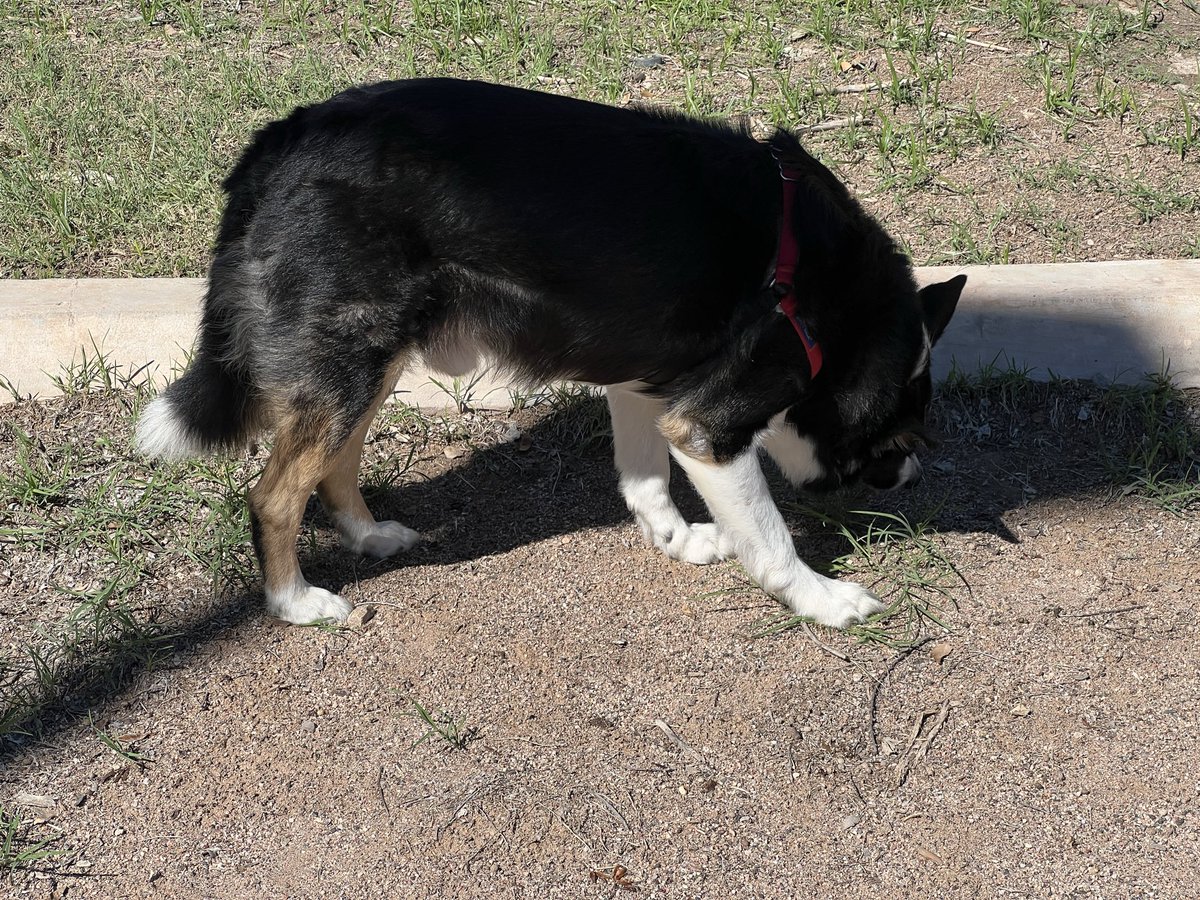 Eating my greens like a good boy. #dogsoftwitter #twitterdogcommunity #bordercollie