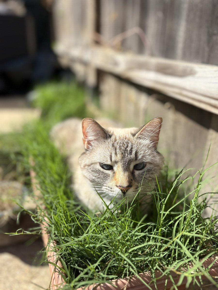 Just testing out a new growth regulator.