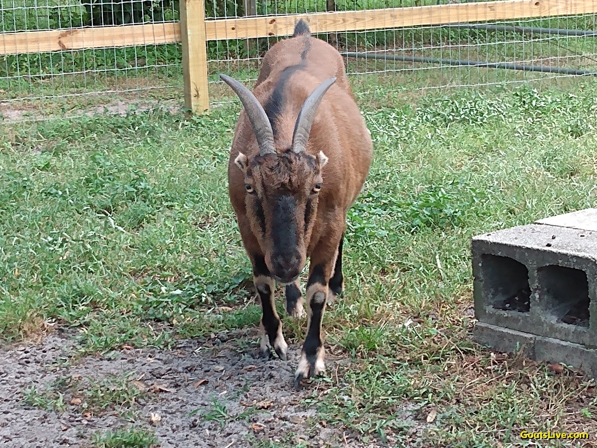 I'm not sure why Violet had such a serious look on her face tonight, but then she came up and gave me a snuggle!
今夜、ヴァイオレットがなぜあんなに深刻な顔をしていたのかは分かりませんが、その後、ヴァイオレットが近づいてきて私に抱きついてきました。
#ヤギ #goats
