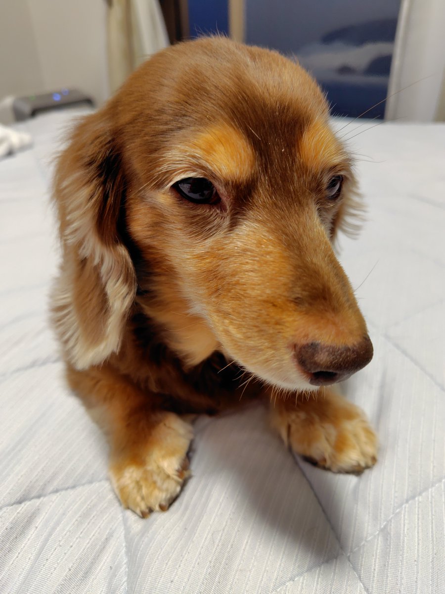 おはよー

ちょっと悪い顔してますねぇ

#ミニチュアダックス
#プラムケンネル
#短足犬
#チョコタン
#おはよー