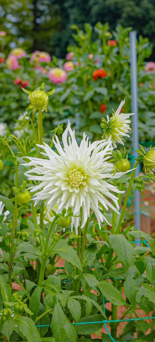 花❁ 四季 on X