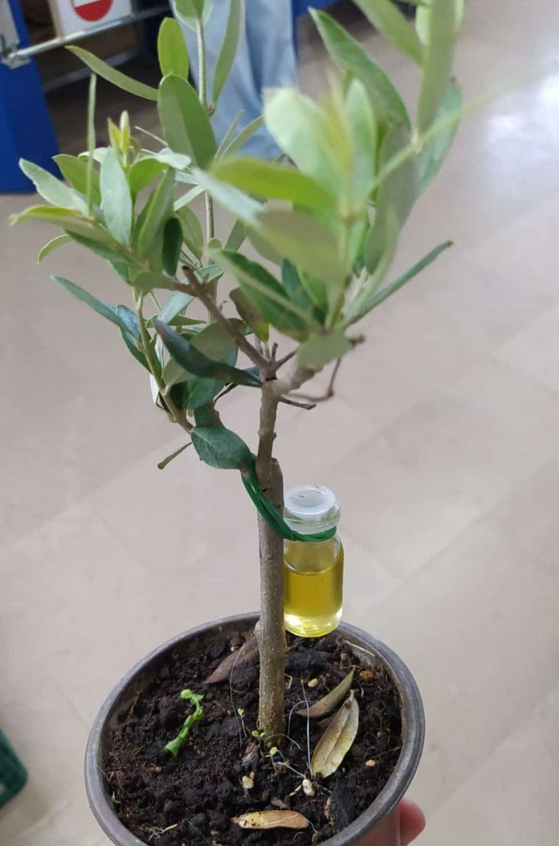 Bizde Umut ; molozlardan fide vermiş zeytinliklerin adıdır.
 Biz?
Doğunun çocuklarıyız biz.
Bizim topraklar kana da umuda da alışıktır çünkü.

<a href="/gazzeyebirnefes/">Anadolu’dan Gazze’ye: Bir Nefes</a>
#SumudFilosu
#MyAgendaSumud