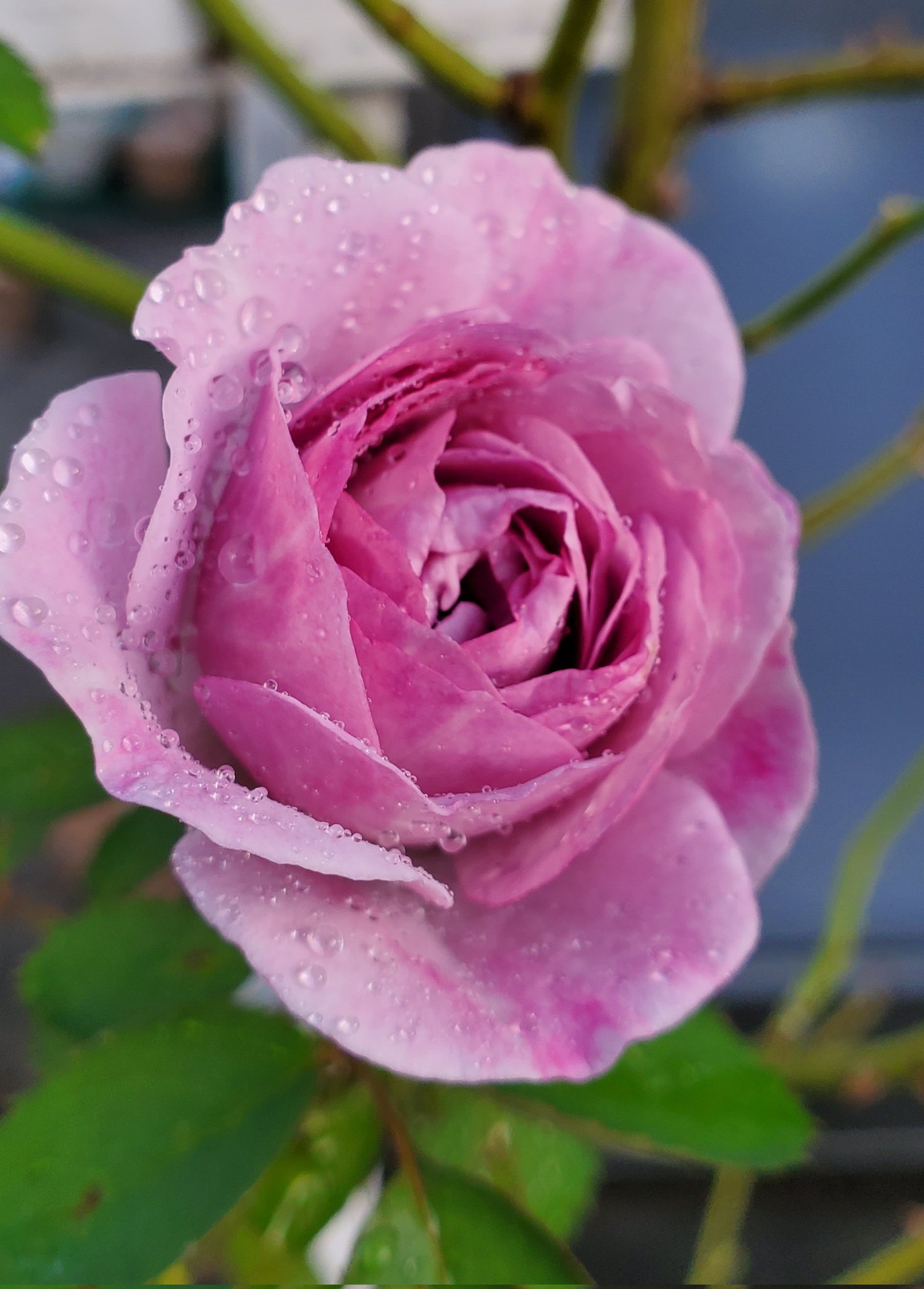 ちii (@46weBtt1bJFs1ka) / X