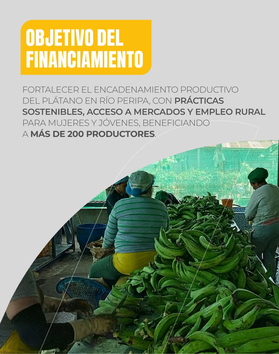 IEPS_Ec's tweet photo. ��� ¡Impulsamos el subproyecto Río Peripa!

📍#SantoDomingoDeLosTsáchilas | La Asociación de Productores Agropecuarios Río Peripa trabaja en el fortalecimiento de la cadena del 🍌 plátano con:

✅ Prácticas sostenibles
✅ Acceso a mercados
✅ Empleo para mujeres y jóvenes. https://t.co/gIoOPv2nxK