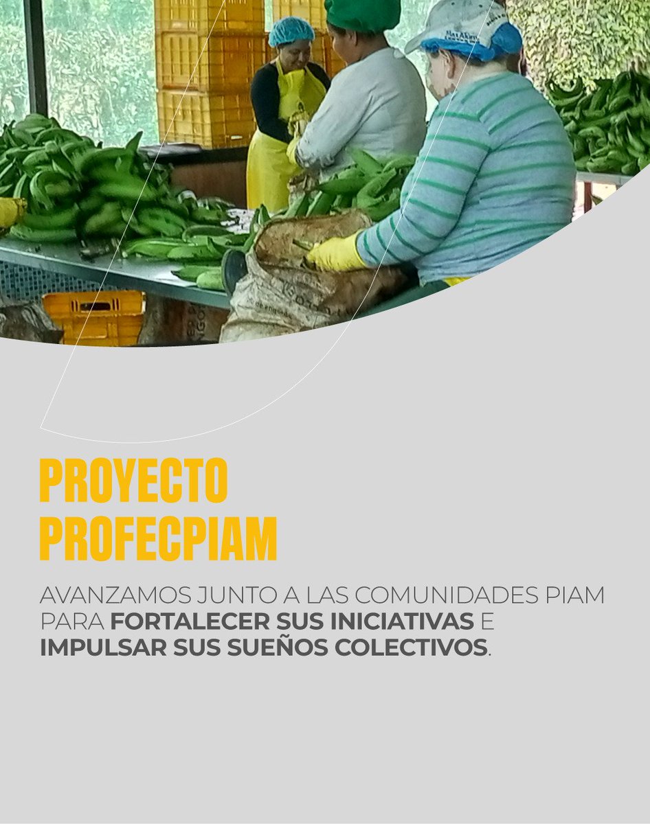 IEPS_Ec's tweet photo. ��� ¡Impulsamos el subproyecto Río Peripa!

📍#SantoDomingoDeLosTsáchilas | La Asociación de Productores Agropecuarios Río Peripa trabaja en el fortalecimiento de la cadena del 🍌 plátano con:

✅ Prácticas sostenibles
✅ Acceso a mercados
✅ Empleo para mujeres y jóvenes. https://t.co/gIoOPv2nxK