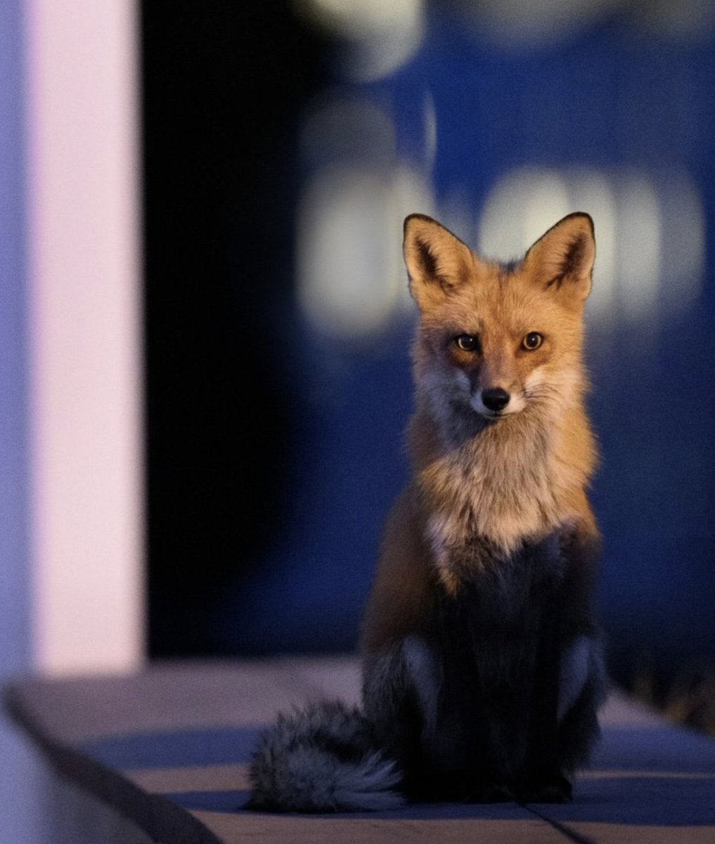 Anne Louise Avery tweet media