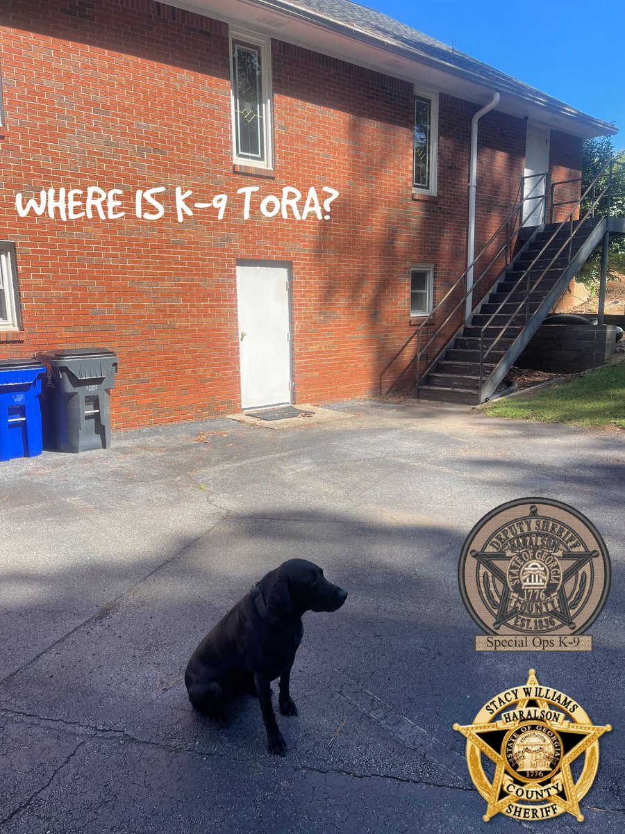 HaralsonSheriff's tweet image. It time for our favorite game! Where-oh-where is K-9 Tora this week??
We think Sgt. Chandler’s spot is too good.

*Correct answers will be entered into a drawing for a K-9 Tora trading card*

#K9Tora🐾💙
#WhereIsK9ToraWednesday
#WorkingPup
#HideAndSeek
#HCK9Division
#HCSO