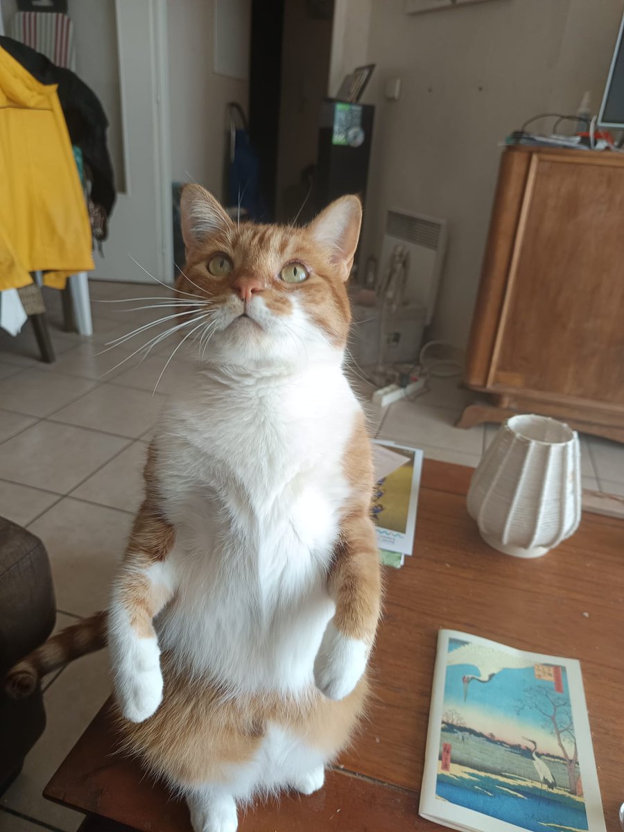 Joyeux anniversaire 🎂 willow ❤️❤️ 
2 ans déjà ❤️