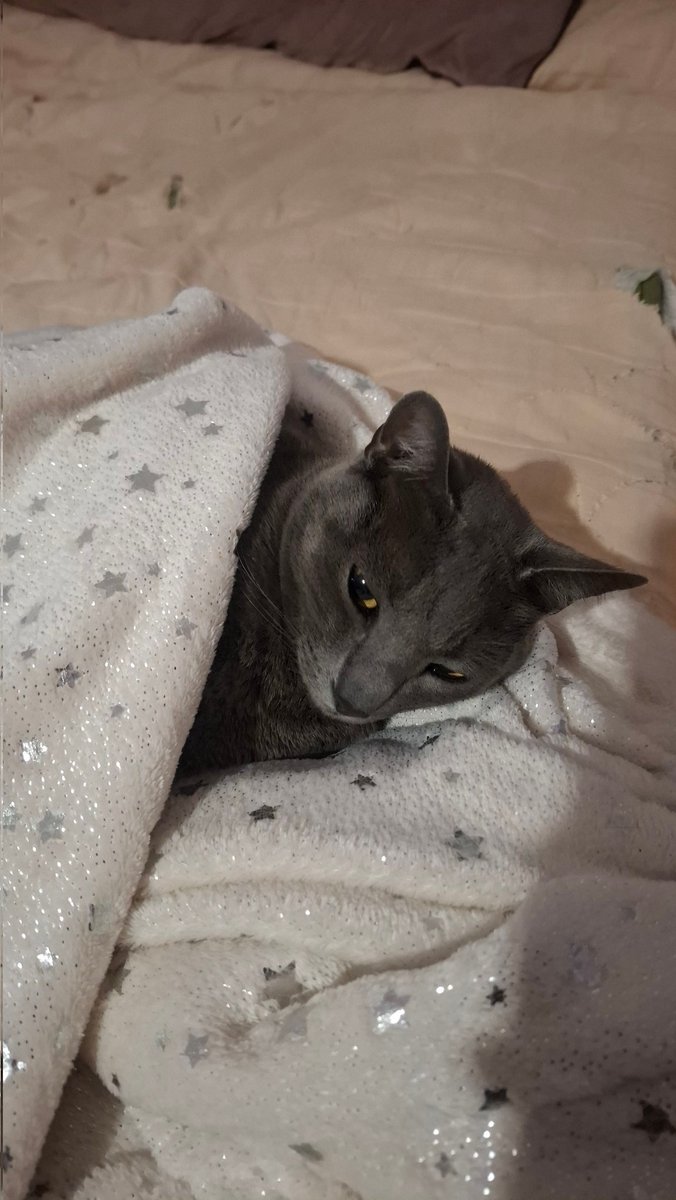 fer_pfav_'s tweet photo. @D3larosamilton Juliana, misifu, bruno y tito (tito es cruza de gato con un gato montes) https://t.co/BDdklCt7MS