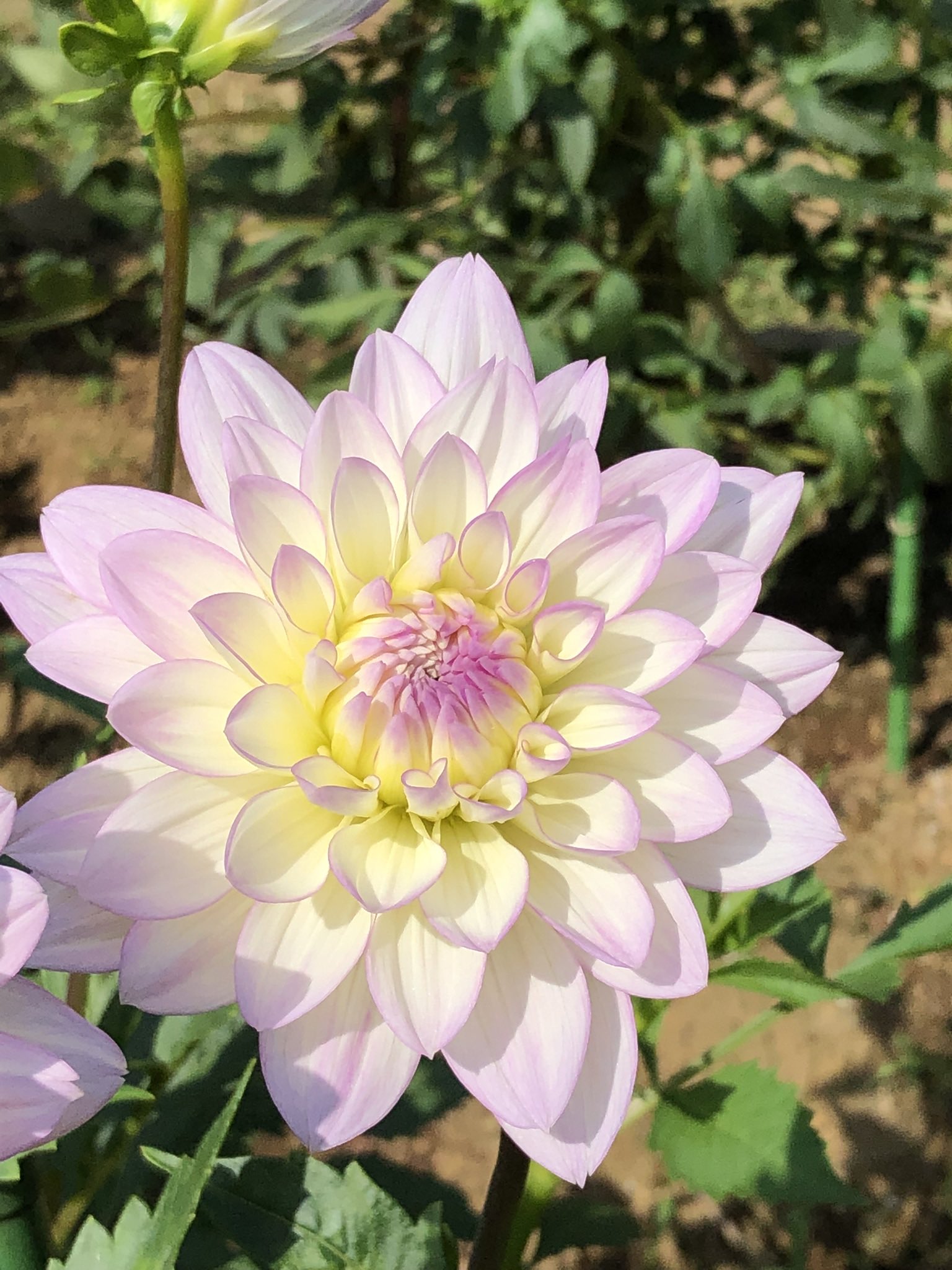 月が注ぐ花⊰❀様ご確認用 ともっち 🇫🇷💚🇫🇷 on X: