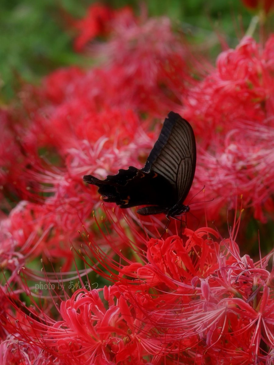 ☆あんみつ☆ (@BiDwVv7B2Uh5VYR) / Posts / X