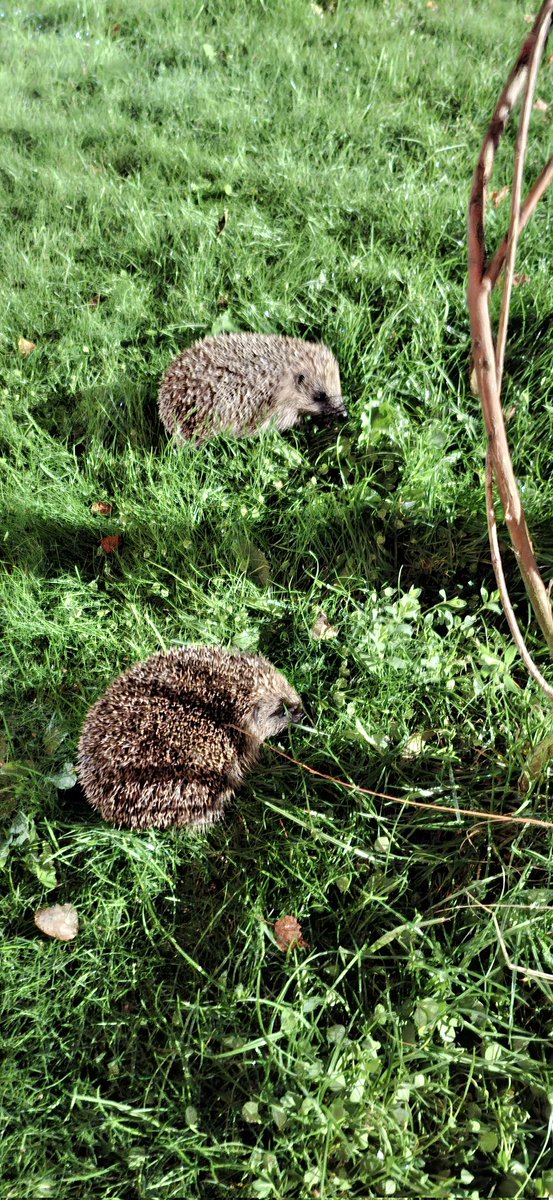 Steve Glüning 🇬🇧 🇩🇪 🇺🇦 tweet media