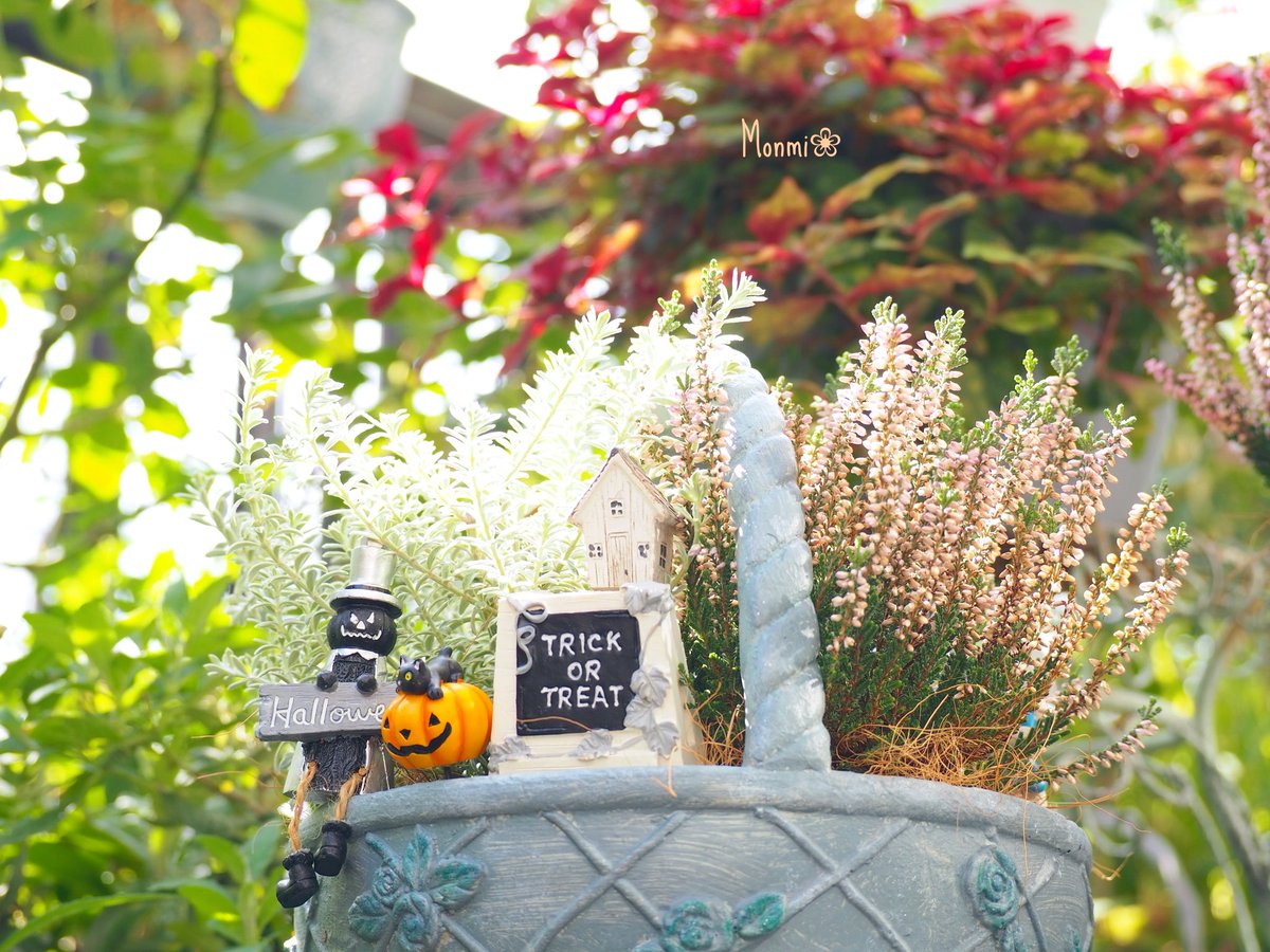 ハロウィン感で賑やかす🎃👻

ウエストリンギア　スモーキーホワイト
カルーナ　ガーデンガールズ♪