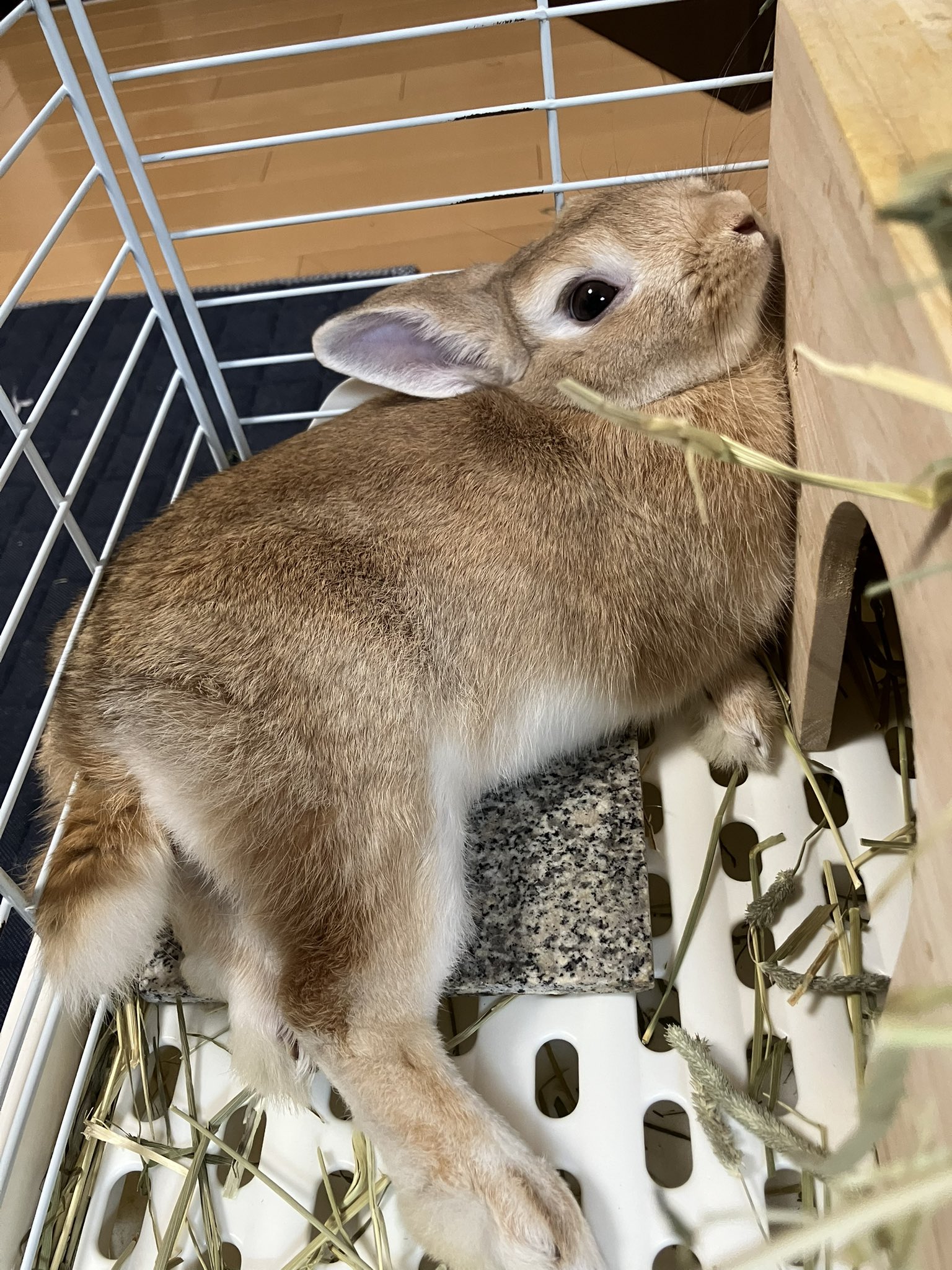 🥕🐇しおわた🐇🥕 on X: 