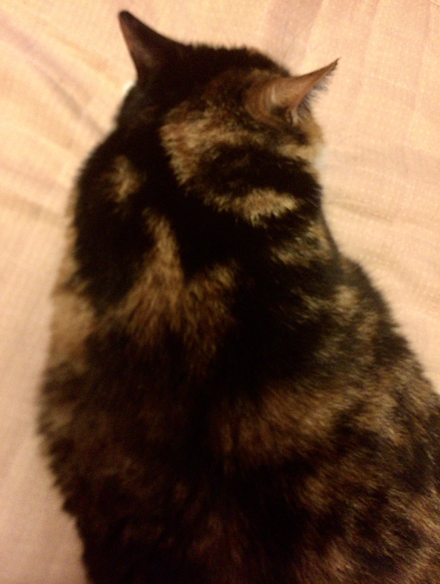 NatxrQr2j5zw0Kh's tweet image. おはようございます🌤️

うちの初代にゃんこの&quot;ももにゃ&quot;
晩年 仲間に入った二代目&quot;メル&quot;
ある日うちの庭の隅に三毛猫母さんが連れてきた🐱ﾆｬｰ

保護→病院→うちの子に🐱
🫲サイズのまだ目の開いてない女の子
肩に∞のある #eighter の女神💖
昨年2月16歳のご長寿でした🌈

#ねこ
#三毛猫