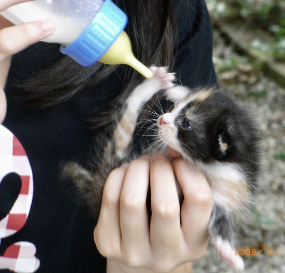 NatxrQr2j5zw0Kh's tweet image. おはようございます🌤️

うちの初代にゃんこの&quot;ももにゃ&quot;
晩年 仲間に入った二代目&quot;メル&quot;
ある日うちの庭の隅に三毛猫母さんが連れてきた🐱ﾆｬｰ

保護→病院→うちの子に🐱
🫲サイズのまだ目の開いてない女の子
肩に∞のある #eighter の女神💖
昨年2月16歳のご長寿でした🌈

#ねこ
#三毛猫