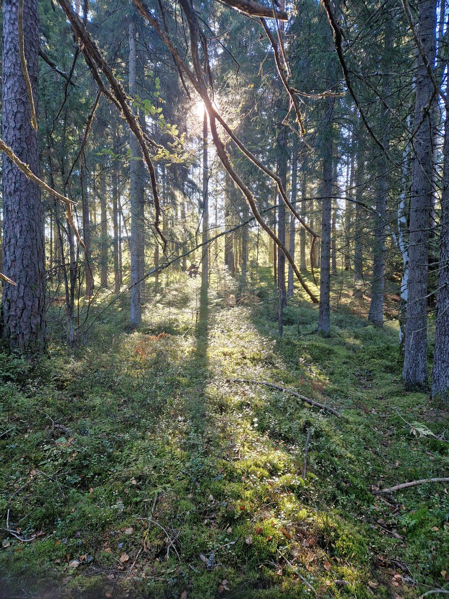 _kirisma's tweet image. holyyyyy these pasts weeks have been tiring, i've genuinely felt my nerves in my head get heated up from stress

either way lotsa writing and lotsa studying

went outside a while ago and it was nice ♡