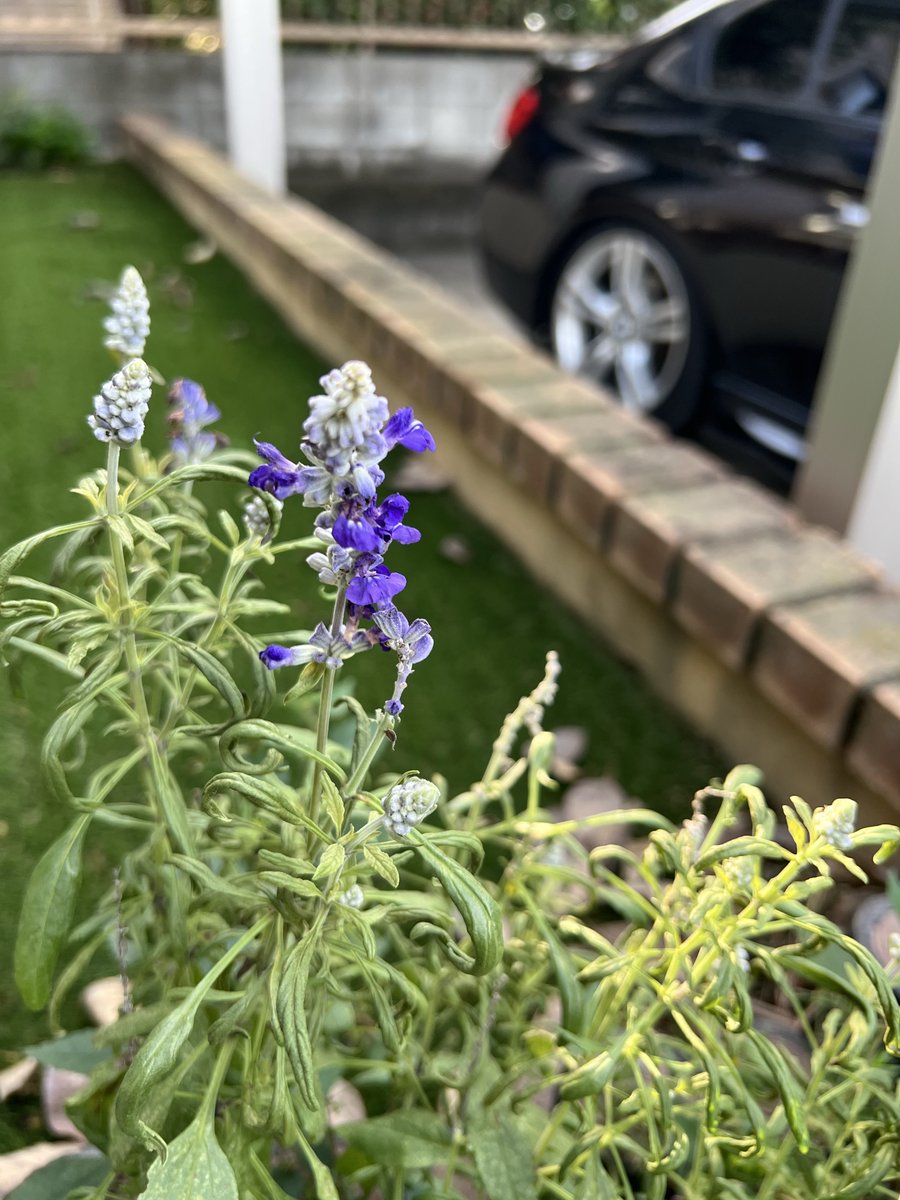 ブルサル、アカサル、マリーゴールド、
ハツユキカズラ頑張ってるね
よっしゃ！俺も！
ご安全にっす

＃ありあと
＃感謝