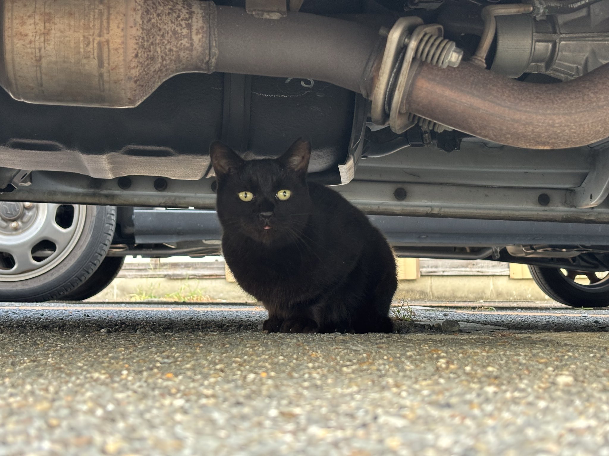 野良猫【値下8/31削除】Aprés パンプス23.0cm黒 野良猫【値下8/31削除】Aprés パンプス23.0cm黒 ☆4/4譲渡会出場