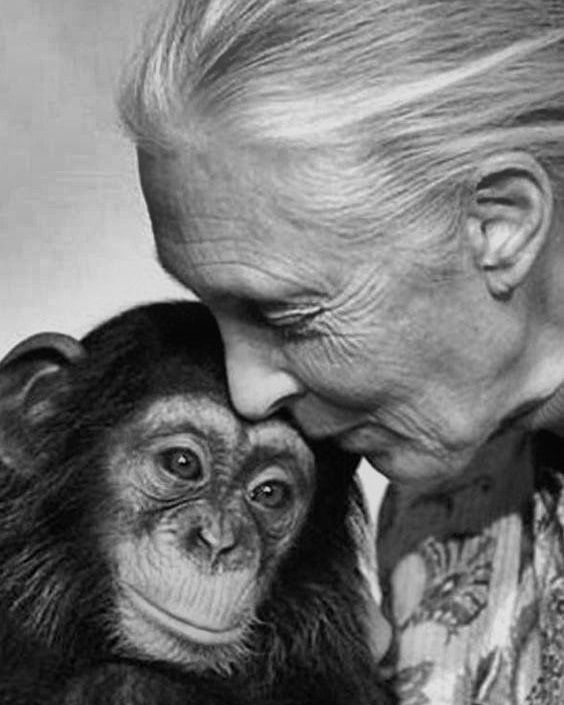 ❣️Jane Goodall es una leyenda indiscutible en la lucha por el bienestar y la conservación animal.
Que su espíritu de lucha incansable por un mundo mejor para todos los seres vivos continúe guiando nuestro camino.
Gracias, Jane.
DEP 
#PlataformaNac
#JaneGoodall