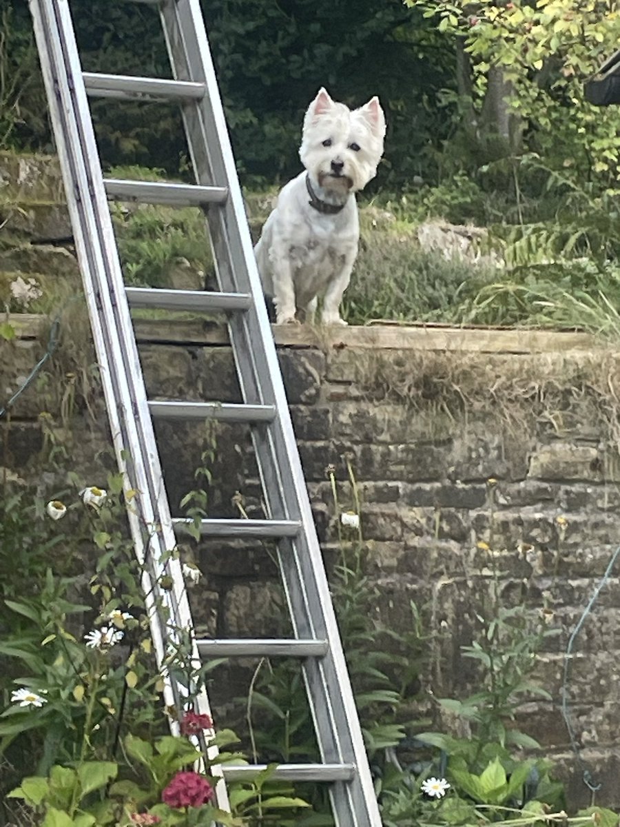 Bobby Watson RIP Busby Watson, Archie, Winston ❤️ tweet media