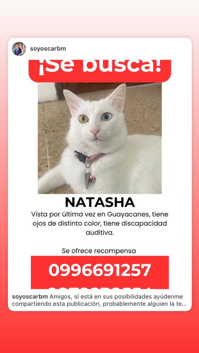 aboscarbm's tweet photo. Por favor ayúdenme a encontrar a mi Naty, se perdió en guayacanes cerca de la escuela Olimpia, tiene un ojo azul y otro ojo ámbar, es sorda, la extrañamos muchísimo. 😢💔 @Cdla_Guayacanes https://t.co/Rrkz6pK8wz