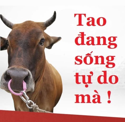 Thuc Tri Pham tweet media