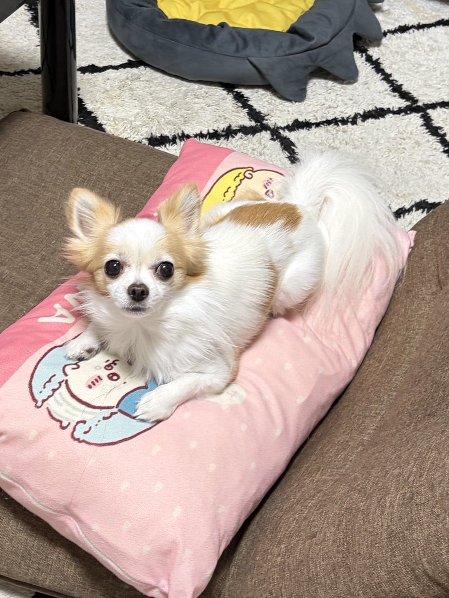 ちわわのうらん (@chiwawa_unan) on Twitter photo 