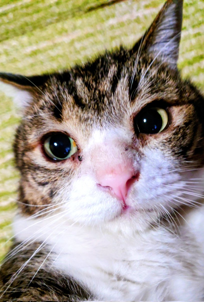 zinKwd's tweet image. 長袖着るか…悩むニャ🐈️
#猫の居る暮らし 
#猫好きさんと繫がりたい 
#猫の健康