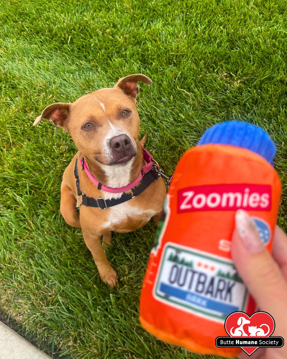 buttehumane's tweet photo. October is Subaru Loves Pets Month! 🧡 They're helping animals like Oro and Honey find loving homes by sponsoring adoption fees for some of our long-term residents.  🏠🐾 https://t.co/civeT2GVPB