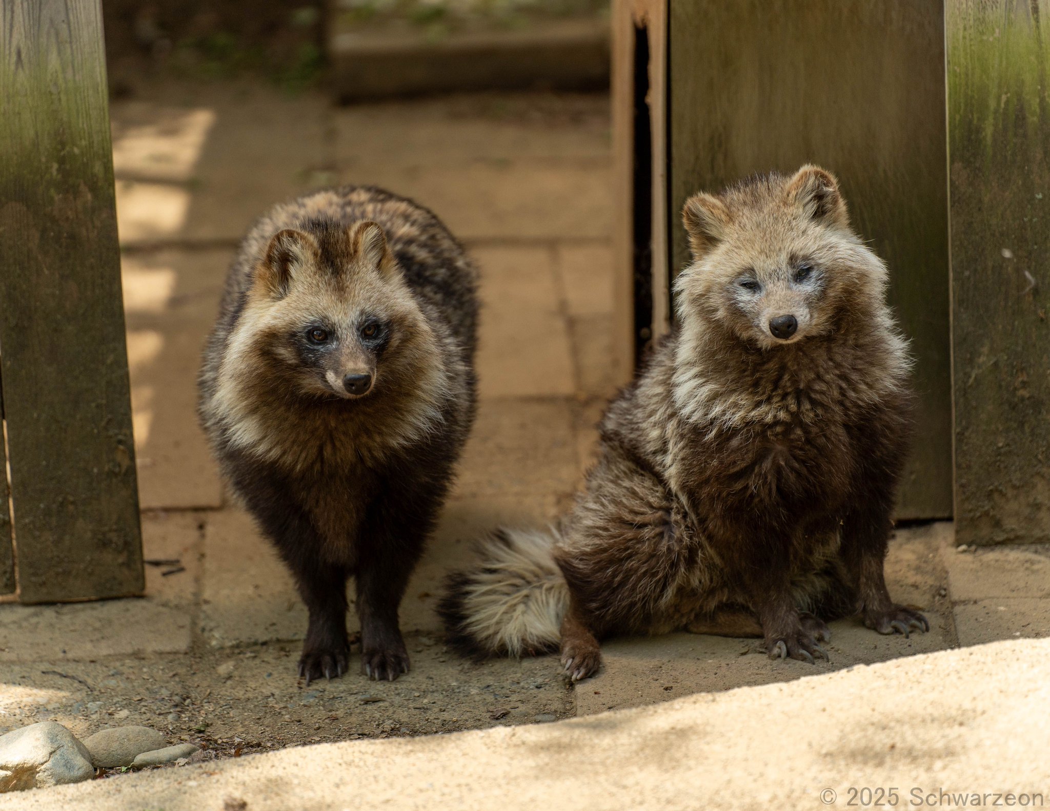 シュバルツ写真館 on X: 