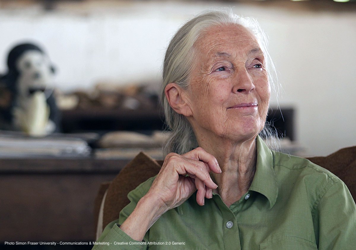 "All of us at Audubon mourn the passing of Dr. Jane Goodall, whose life’s work transformed our relationship to animals and inspired generations to protect nature. Her belief that lasting change requires caring for both people and wildlife continues to guide our work. Thank you,
