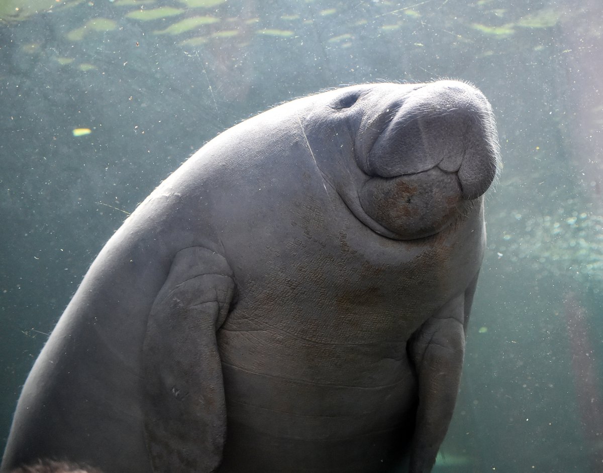 SJRWMD's tweet photo. Turn off that faucet,
Don’t let it run free,
Even the manatees say,
“Save some water for me!” 🐋💦
Happy #RandomActsOfPoetryDay! 🎉
Protecting water can be poetry in motion. 💙 #LoveFloridaWater https://t.co/I4H5NA4hEc