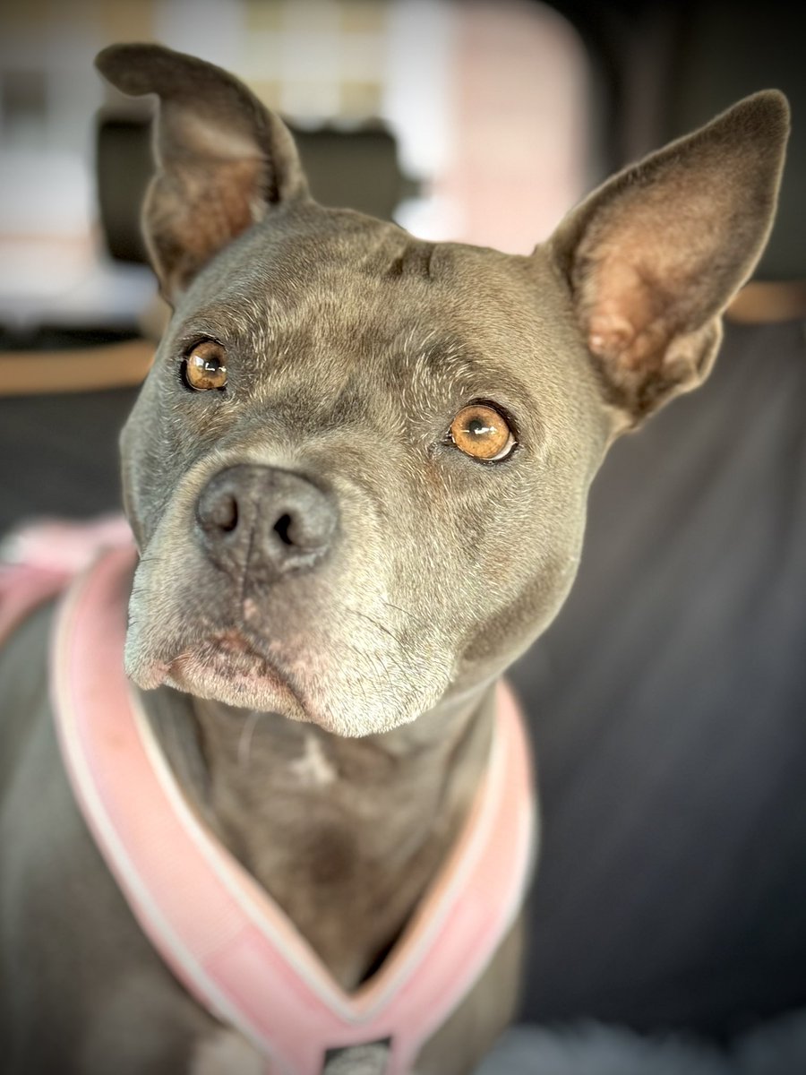 IsaMary2021's tweet photo. I asked Mum if I’m pretty? And she said ‘Yes Isa Mary, You’re pretty cheeky’!
- What The Dog?!?! 😳😂🩷🩷 #IsaMary #PrettyDogs https://t.co/xlcmWyGmjd