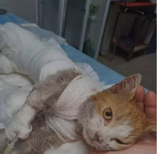 Leone: Di lui ormai non si parla quasi più. Il tempo scivola via, porta con sé nuove storie, nuovi dolori, Ogni tanto chiudo gli occhi e torno a lui, gli mando un pensiero, una carezza. Perché l' amore non muore, rimane sospeso, anche quando il mondo ha smesso di ricordare.