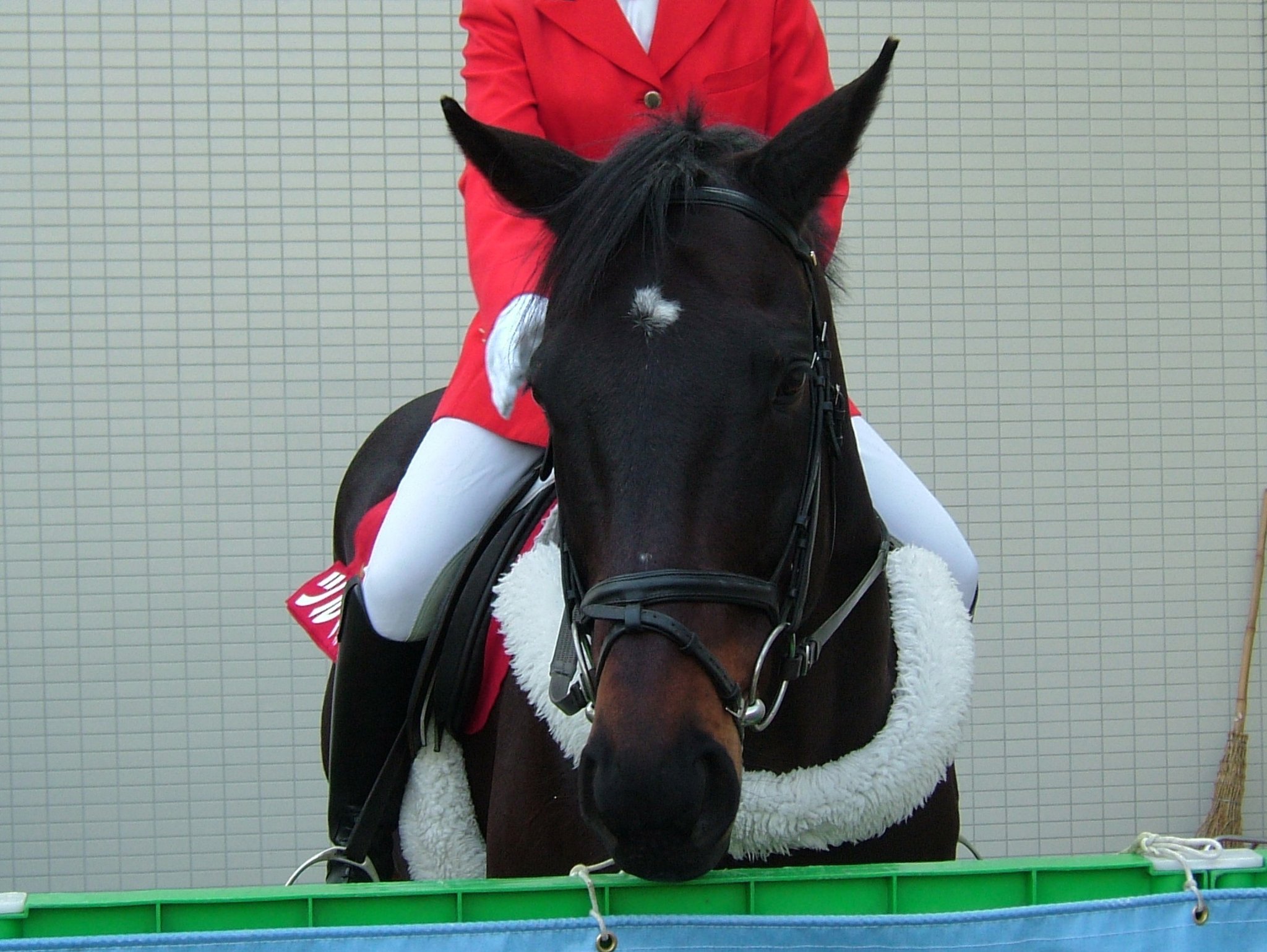 ツルマルツヨシ on X: 