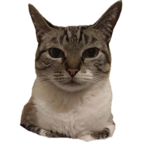 Vinische tweet media