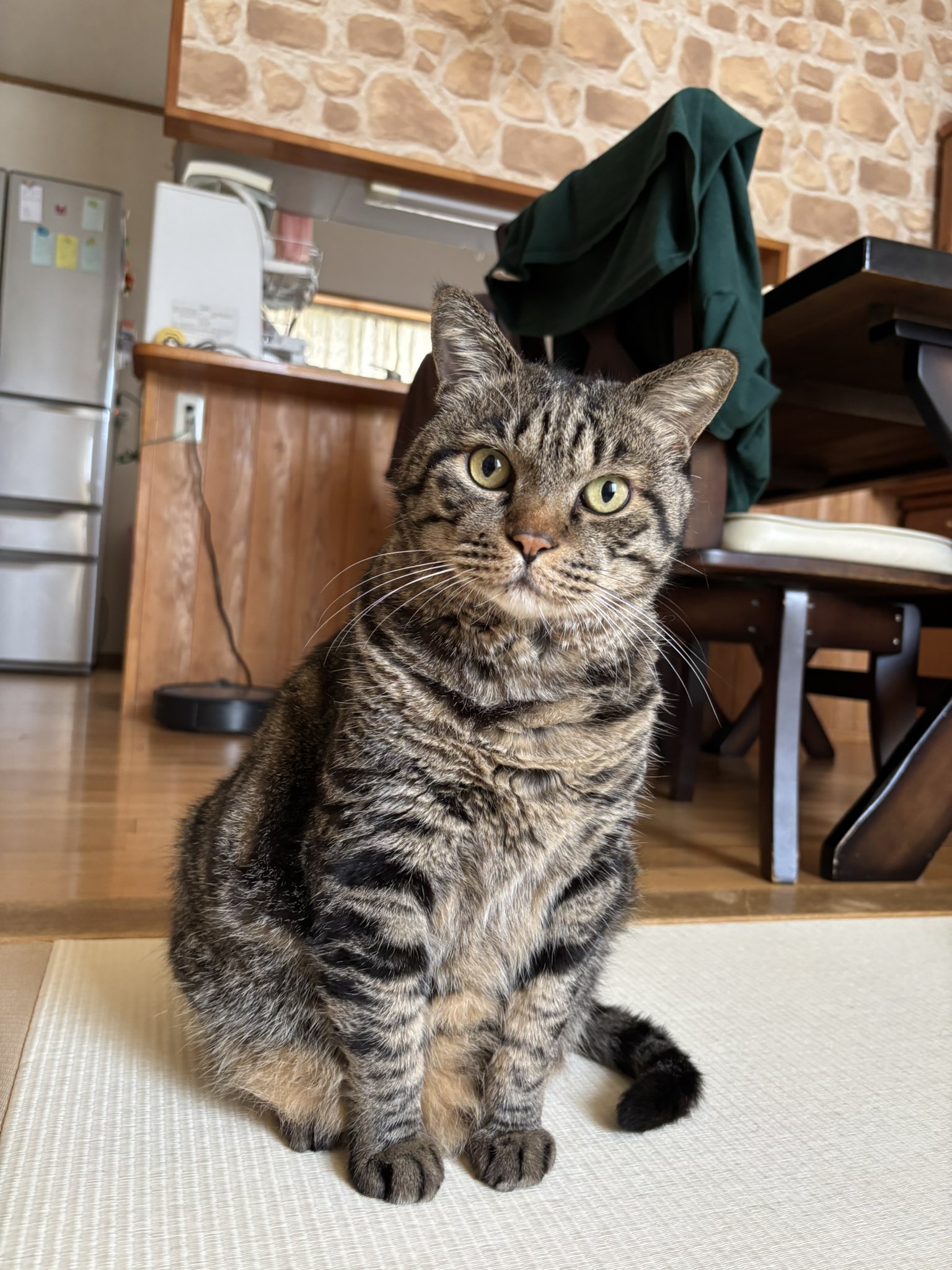 キジトラ虎三郎 (@TH82624015) / X