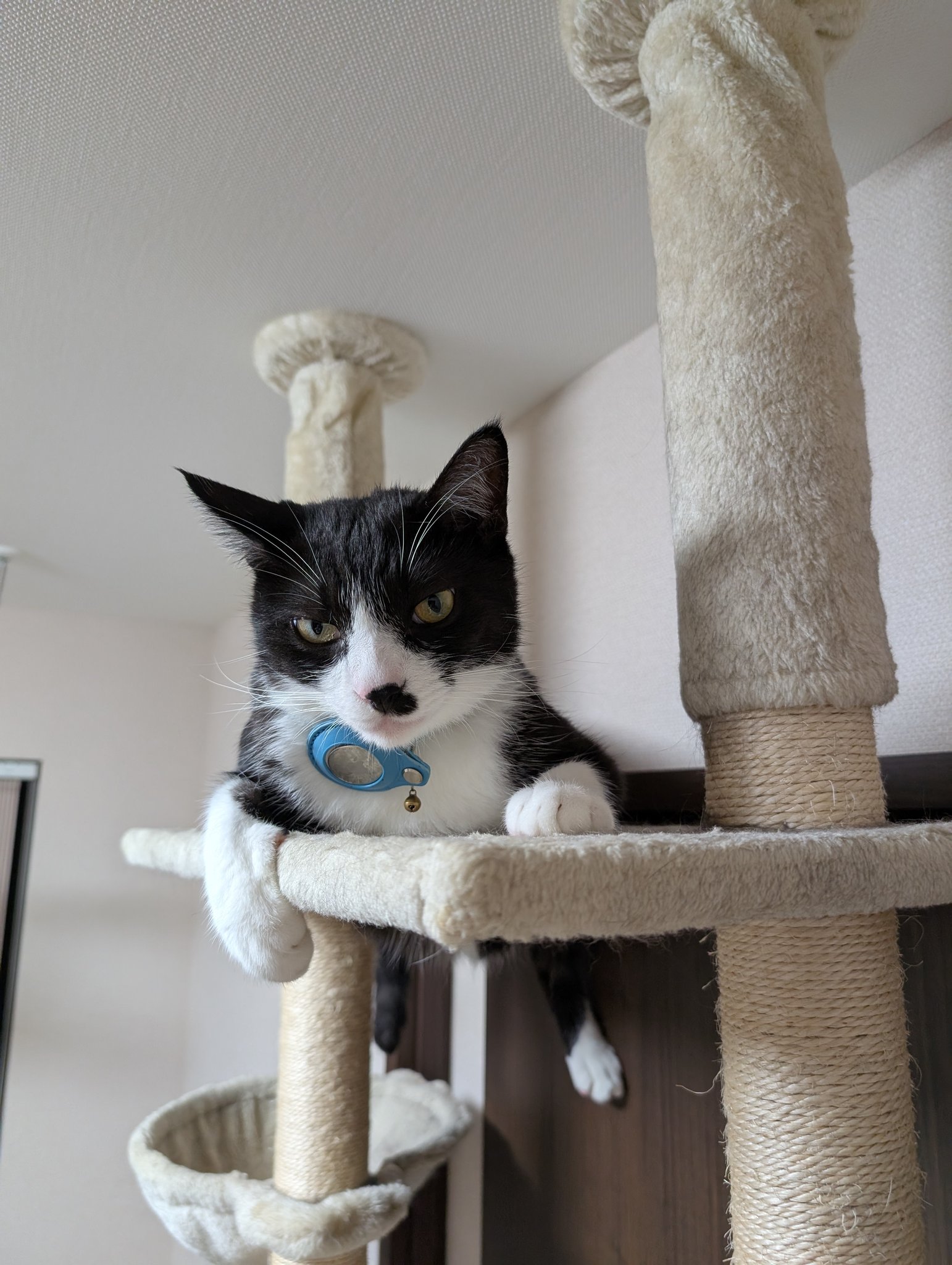 ✧ꫛꫀꪝ✧特大入り✧Tuxedo cat✧✧ハチワレねこ✧コラージュペーパー✧ ✧ꫛꫀꪝ✧特大入り✧Tuxedo cat✧✧ハチワレねこ✧コラージュ