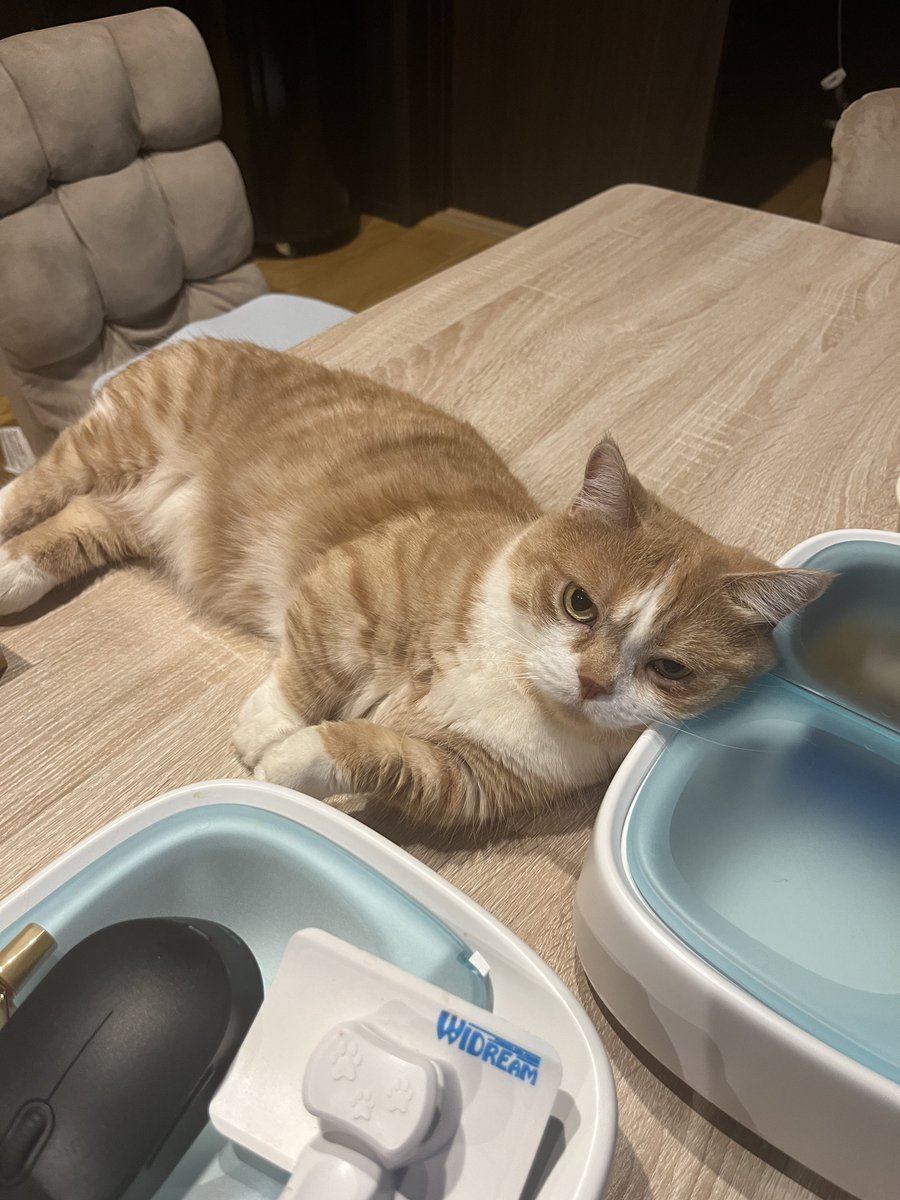 猫チキ！ 1855764030 1-85576403-0 Expander Repair Kit For ISUZU CYZ51