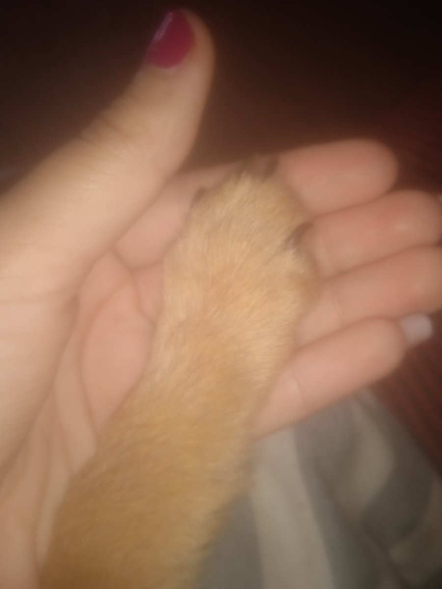 titanlighstortv's tweet photo. Gracias amigo por todo...
Fuiste el mejor amigo del mundo... siempre fuiste el mejor perrito..
Te voy a extrañar mucho....
Que descanse en paz Nabi🥀💔
Muchas gracias por aserme feliz,y gracias por 
Estar en las buenas y las malas...
💔💔🥀
(Por qué me dejaste sola) https://t.co/WOWGQSDjB1