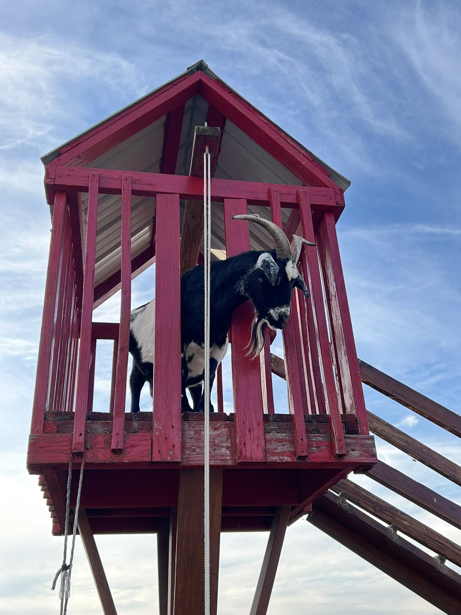 minimax_h's tweet image. Apple orchard season in the Midwest is a whole vibe.