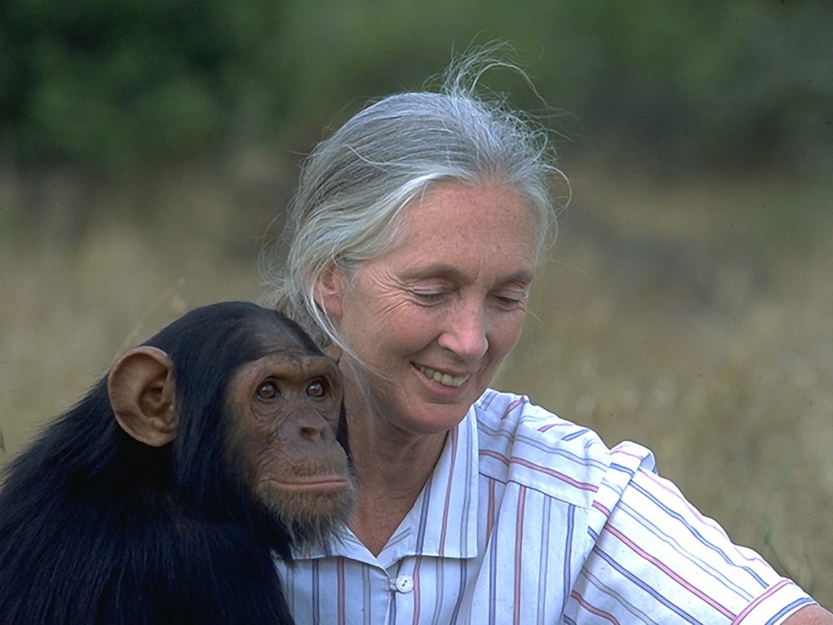 Este miércoles falleció la reconocida y destacada primatóloga y militante por los derechos de los animales, Jane Goodall 🖤🫶🏻

En este hilo recordamos algunas de las ideas que compartió en una de sus visitas al país, allá por 2015: ctys.com.ar/jane-goodall-d… 💚🦧📚