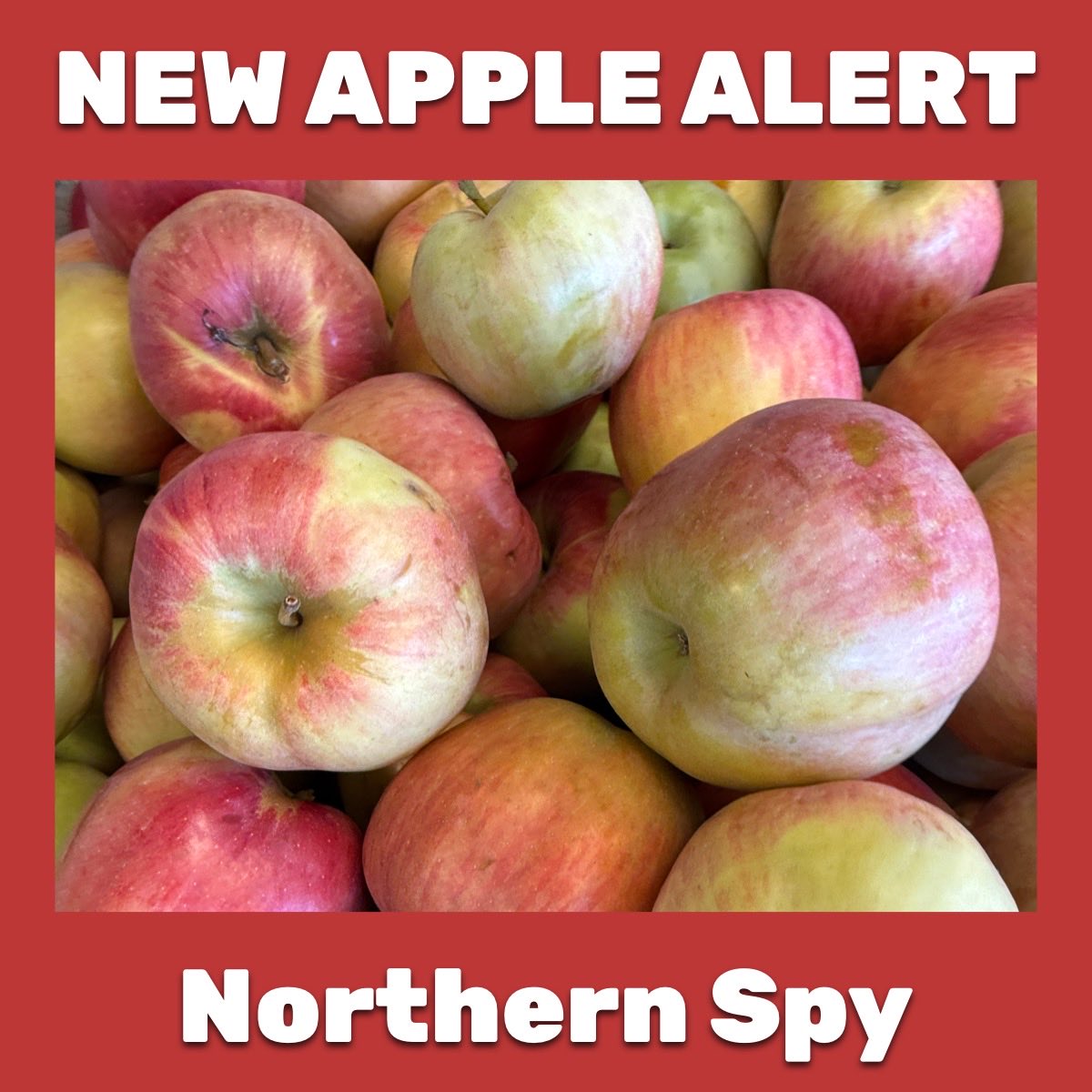 🍎 NEW APPLE ALERT 🍎  

Northern Spy apples have arrived! $.99/lb.

2 Nanticoke Ave
Endicott, NY 13760
7 Days a week 7AM-6PM