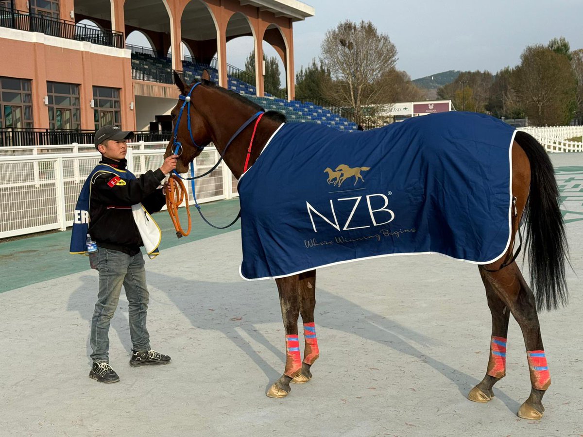 New Zealand Bloodstock tweet media