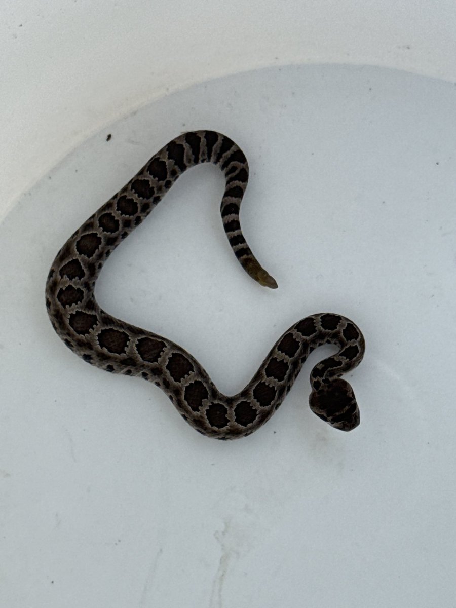 We relocated this little rattlesnake from a yard in Lompoc yesterday. Thank goodness they called us, they thought it was perhaps a racer or other harmless snake!