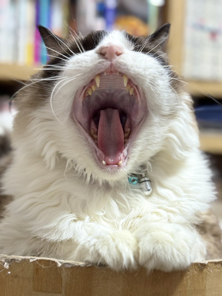 水月(みづき) tweet media