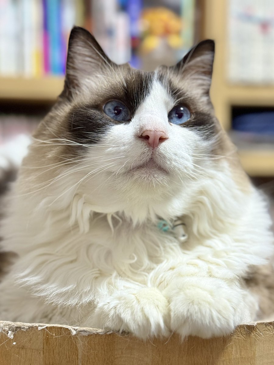 水月(みづき) tweet media